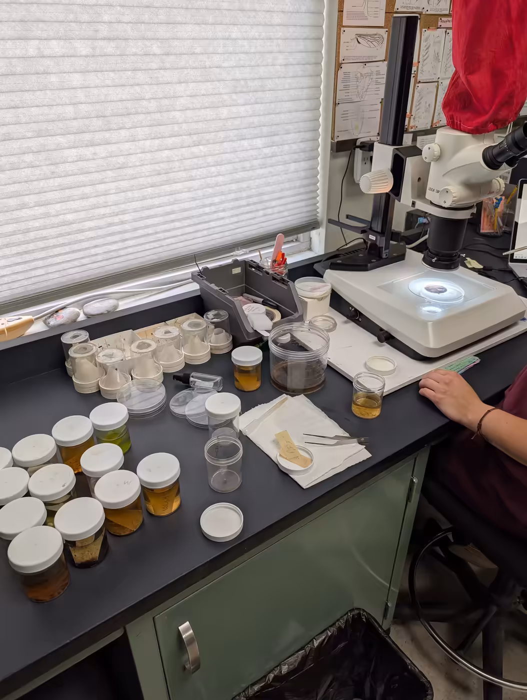 A staff member examining mosquito specimens under a microscope in the Commission's laboratory.